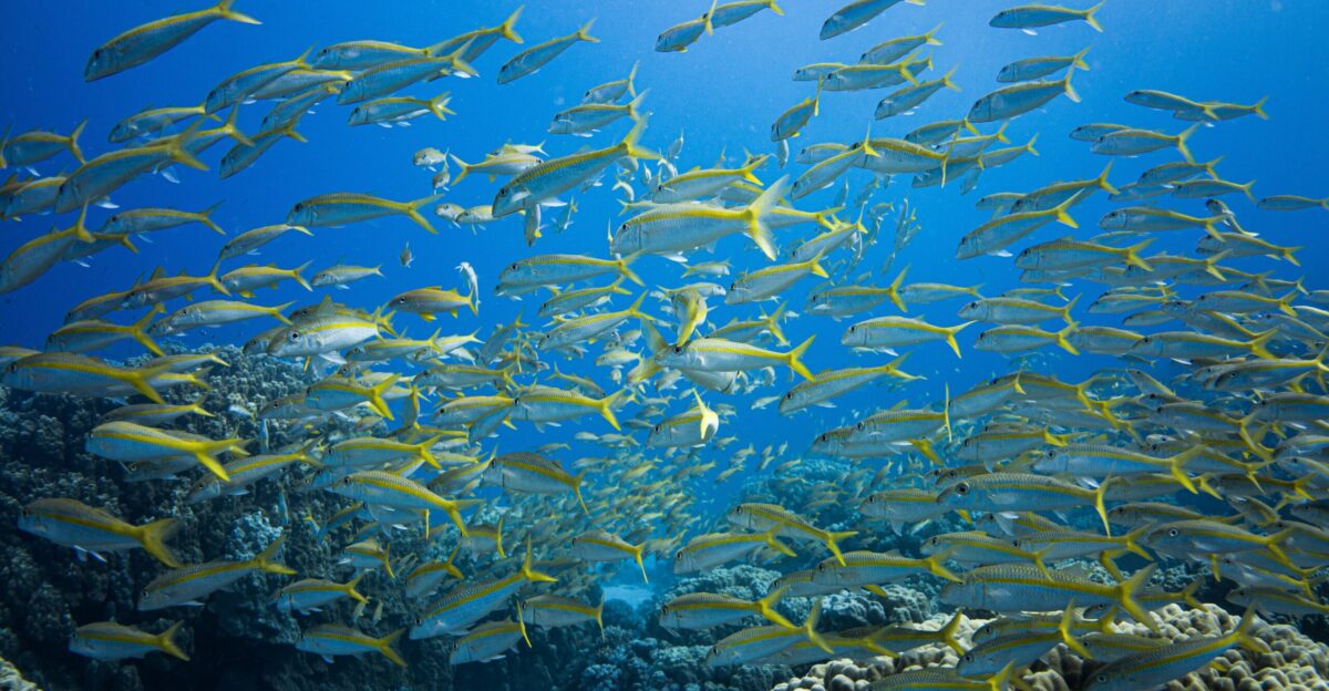 a school of fish swimming in the ocean