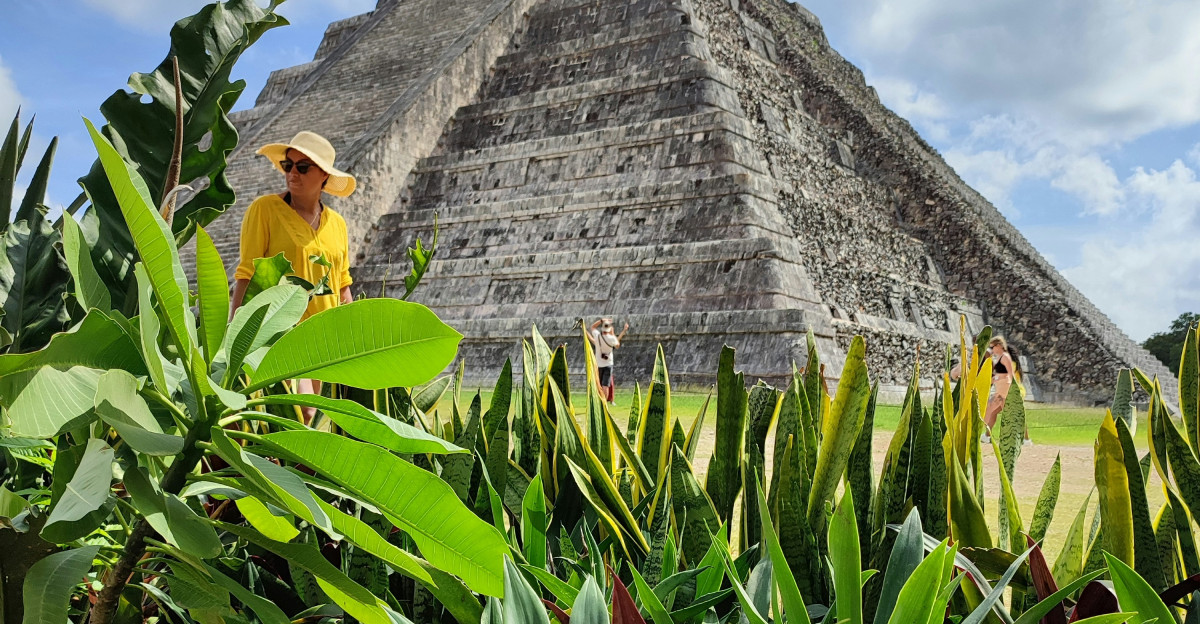 a person standing in a field of plants with a stone building in the background