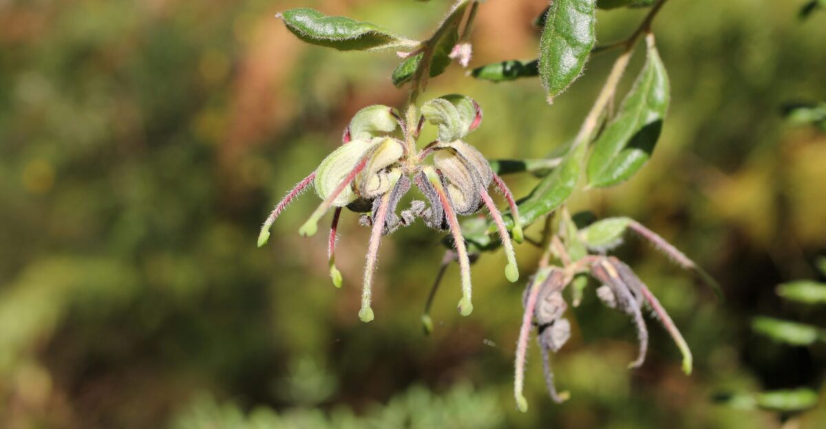 a close up of a flower on a tree branch