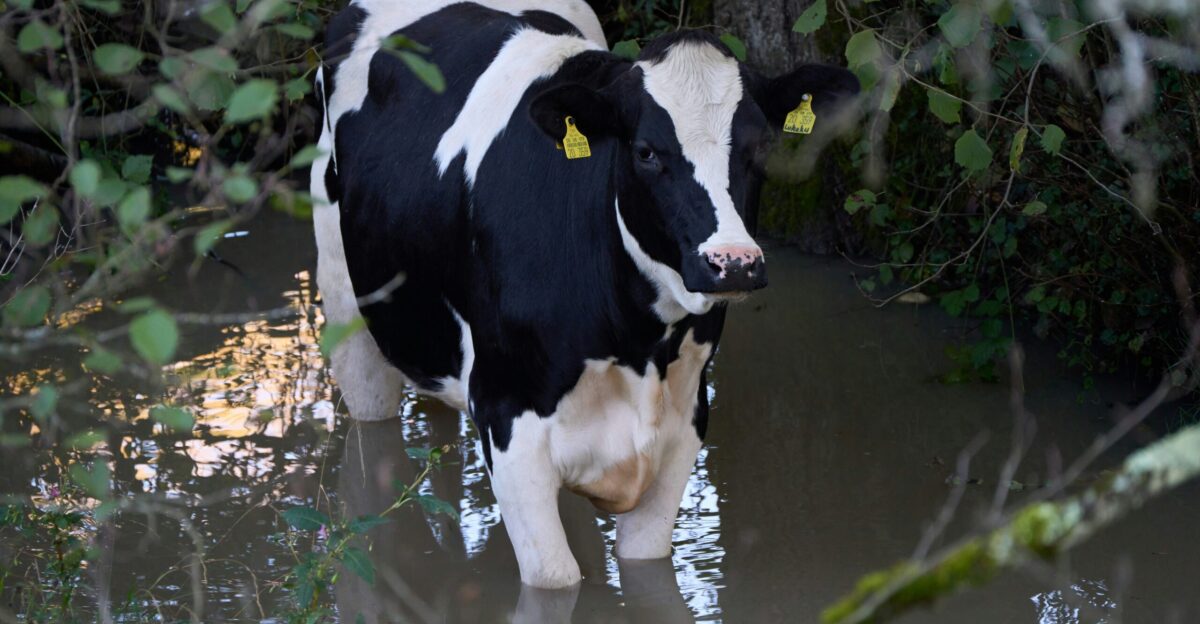 a black and white cow is standing in the water