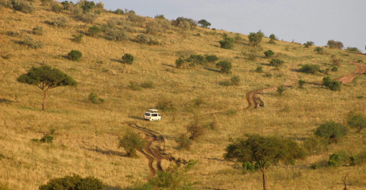 A group of giraffe standing on top of a dry grass covered hillside