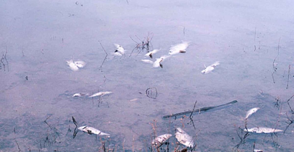 Image title Water pollution fish kill Image from Public domain images website