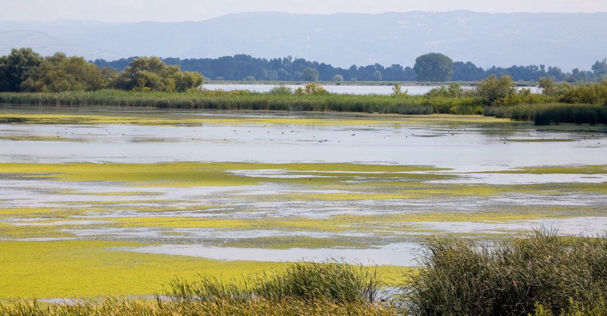 World s wetlands disappearing three times faster than forests WWF